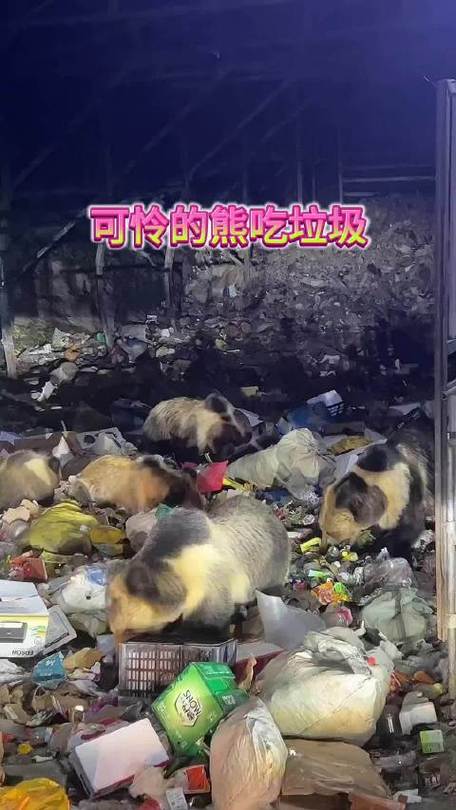 青海藏马熊群垃圾场觅食:挖到啥吃啥