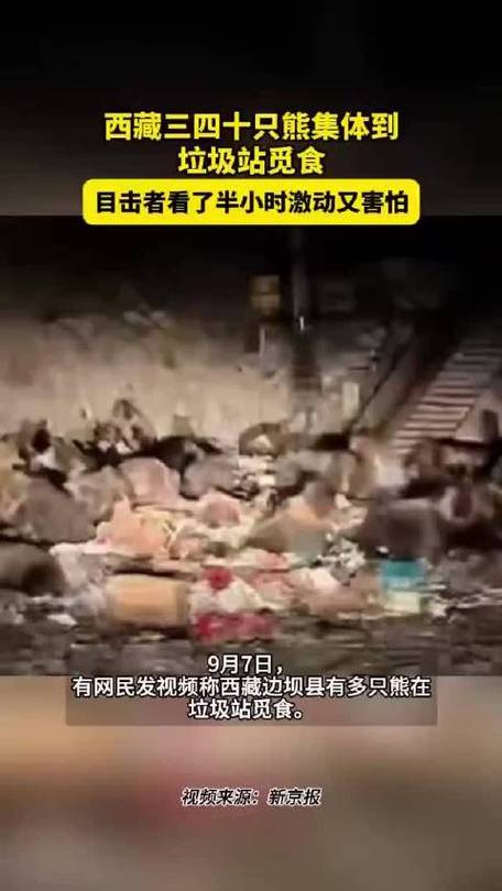 青海藏马熊群垃圾场觅食:挖到啥吃啥