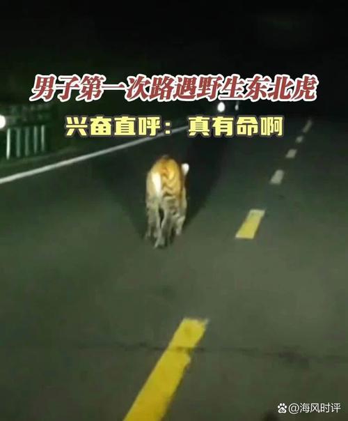 男子在村道上偶遇野生东北虎