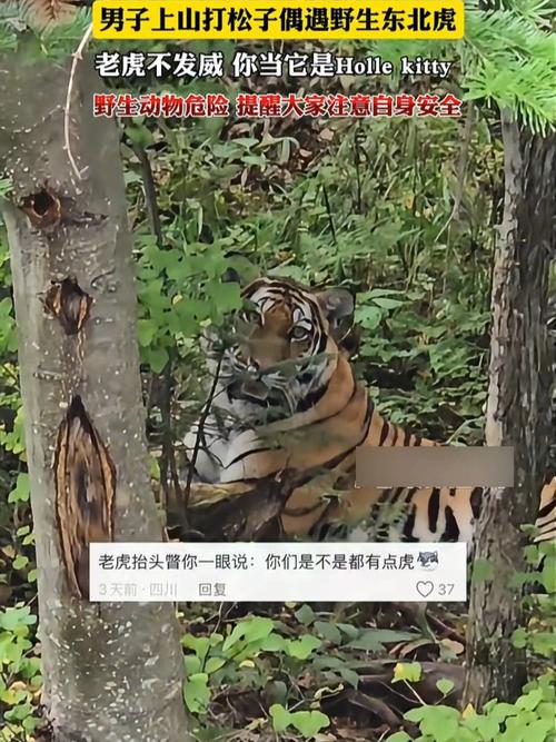 男子在村道上偶遇野生东北虎