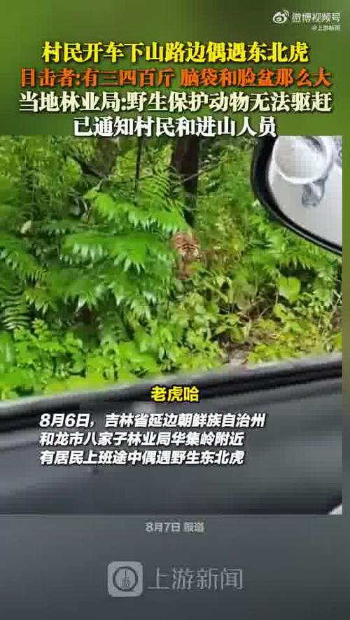 男子在村道上偶遇野生东北虎