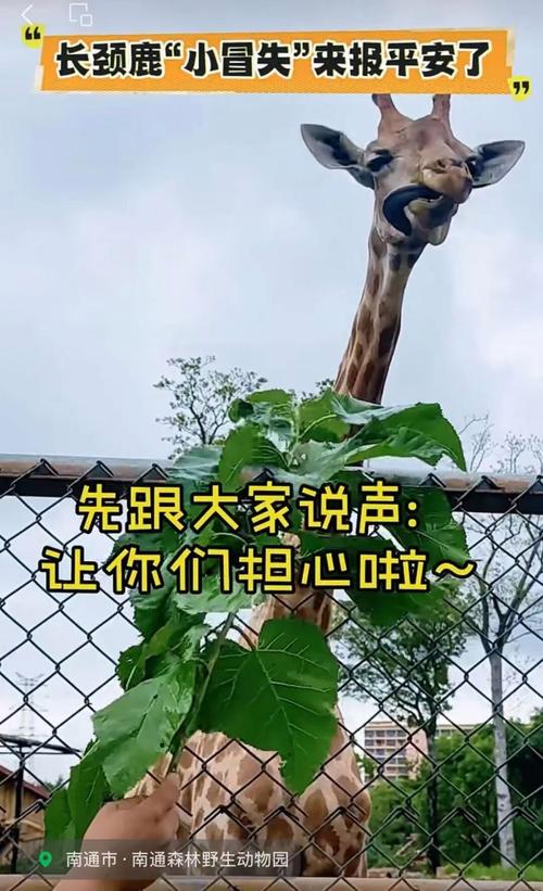 长劲鹿头被卡石堆里 脖子歪成90度