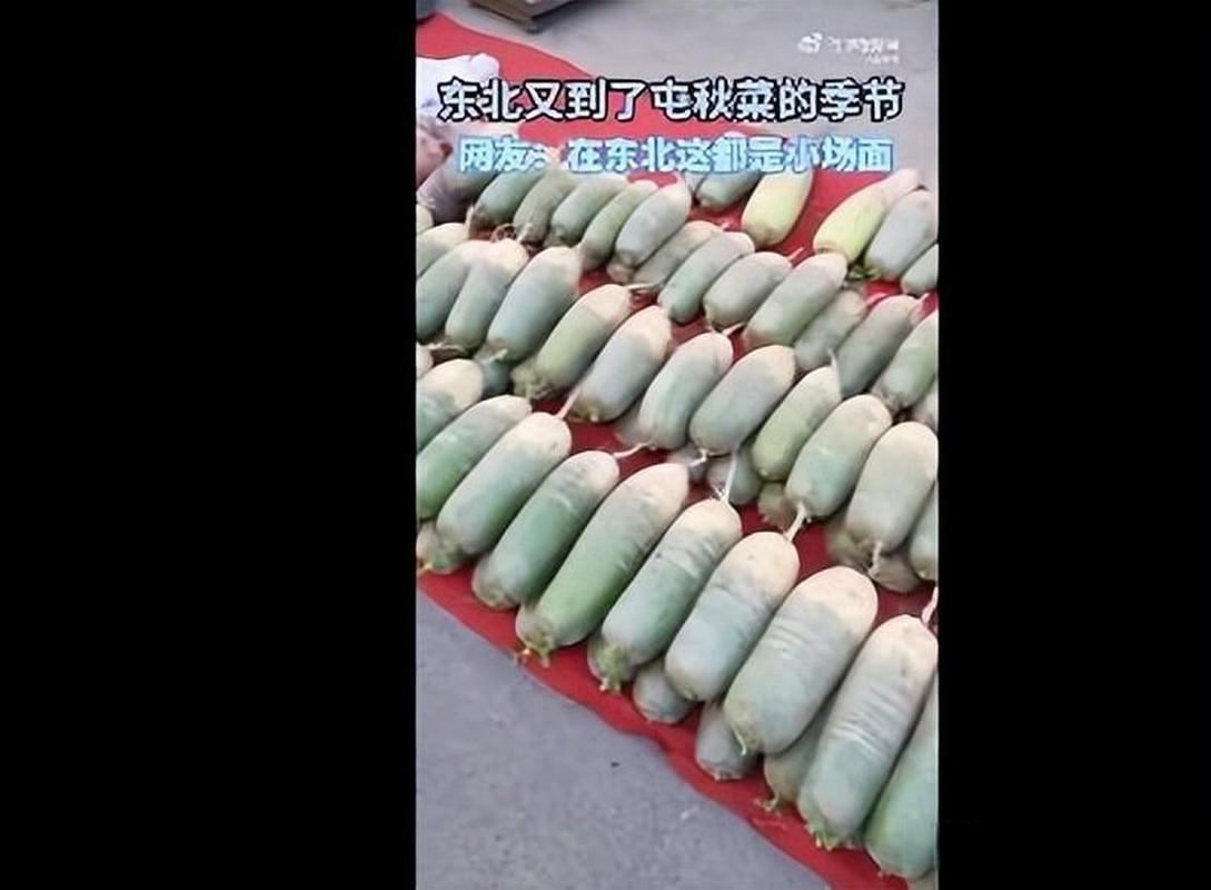 东北人囤秋菜名场面