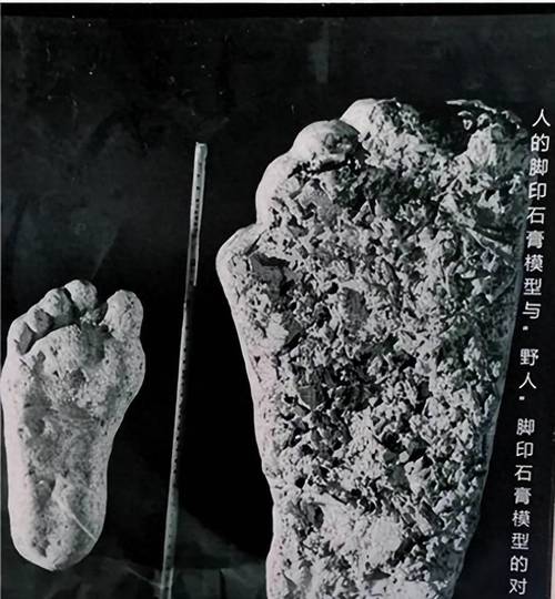 对野人小孩事件的追问岂是多管闲事
