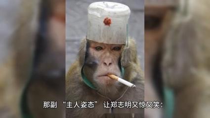 男子回酒店发现猴子端庄坐床上