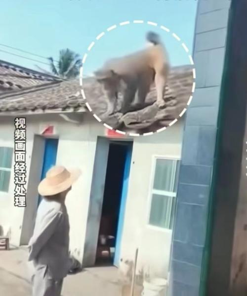 男子回酒店发现猴子端庄坐床上