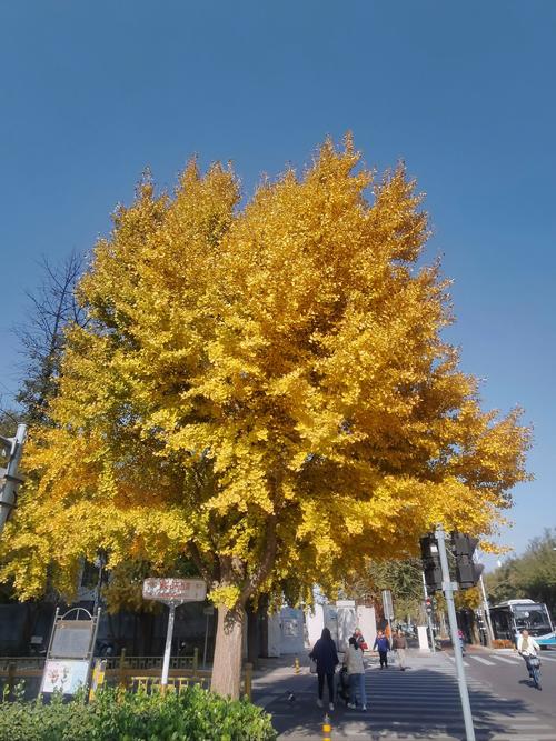 游客在朝阳公园大树上写诗
