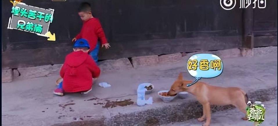 《爸爸去哪儿4》9年未解之谜破案了