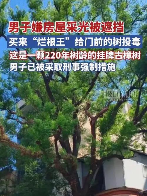 男子多次给220年古树投毒被控制