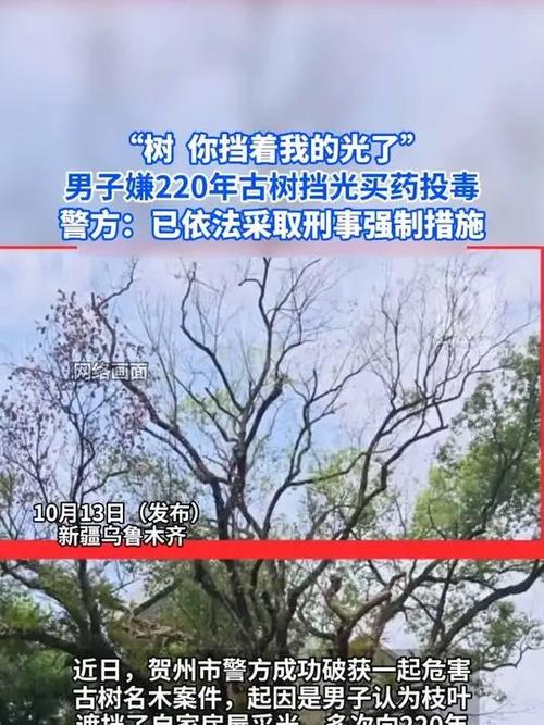 男子多次给220年古树投毒被控制
