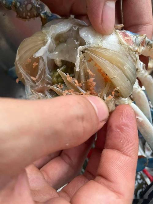 梭子蟹里都是寄生虫不能吃系谣言