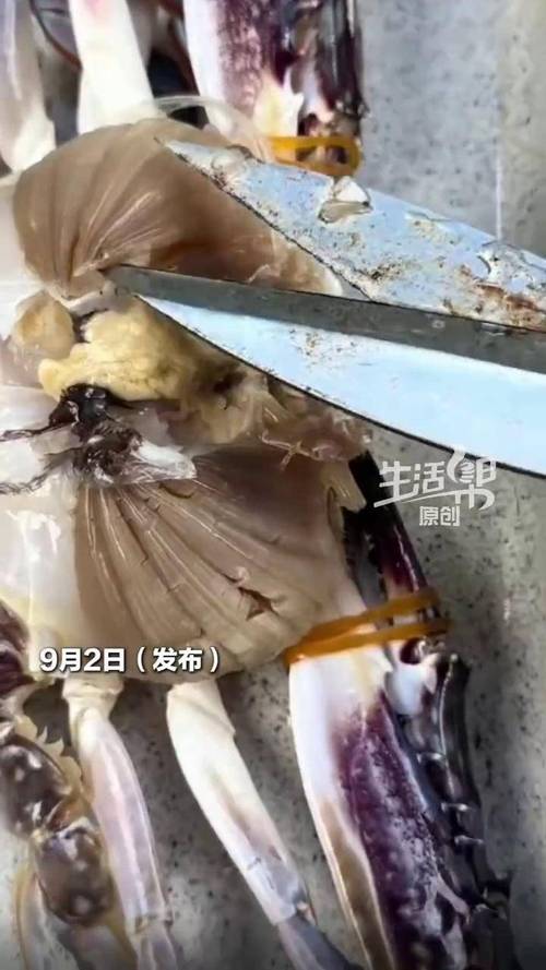 梭子蟹里都是寄生虫不能吃系谣言