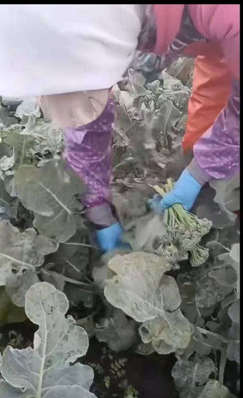 夫妻自驾到内蒙捡蔬菜:捡了约500斤