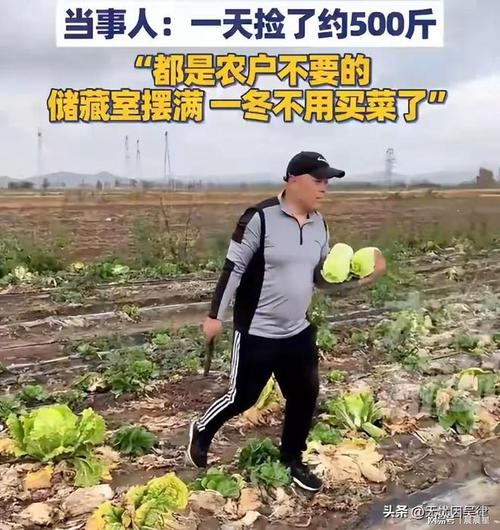 夫妻自驾到内蒙捡蔬菜:捡了约500斤