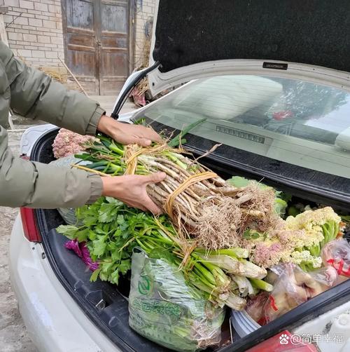 夫妻自驾到内蒙捡蔬菜:捡了约500斤