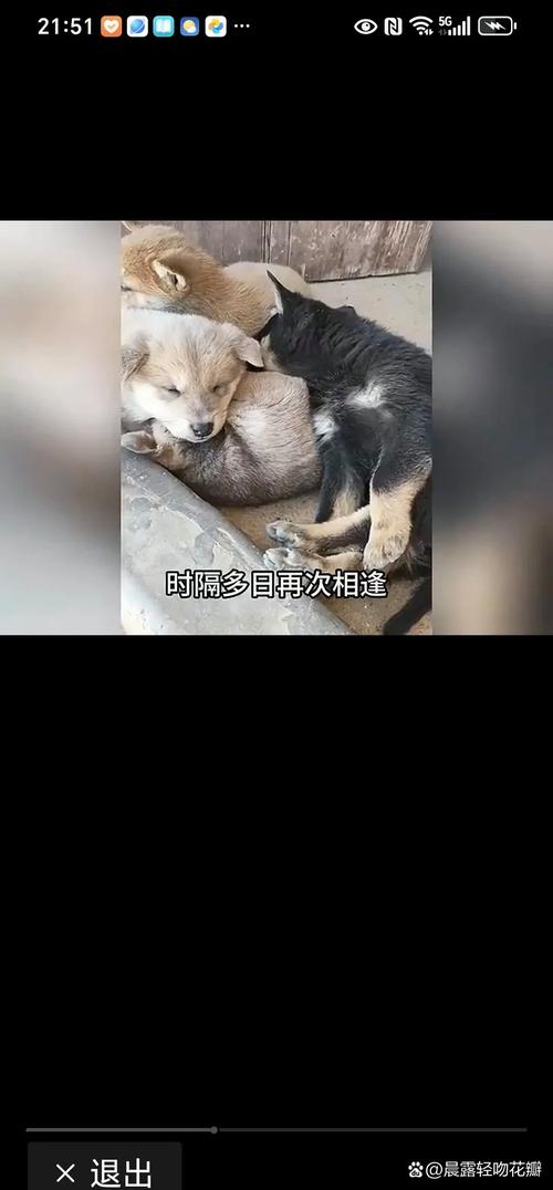 男子收养数十条流浪狗邻居苦不堪言