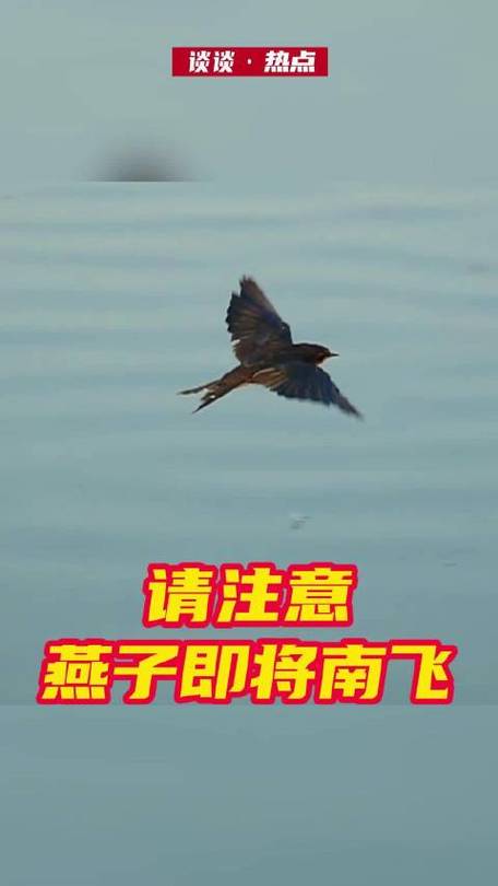 东北网友拍下燕子滞留未南飞