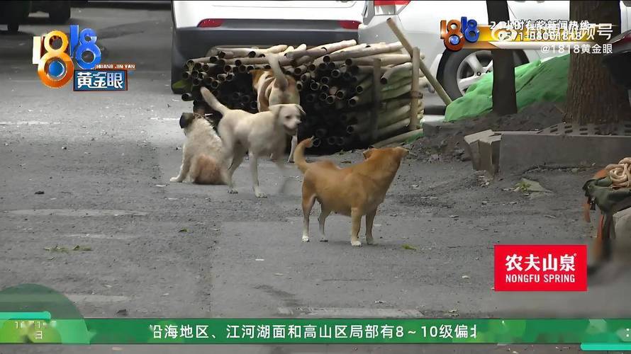 退休大爷把房子让给40条狗住