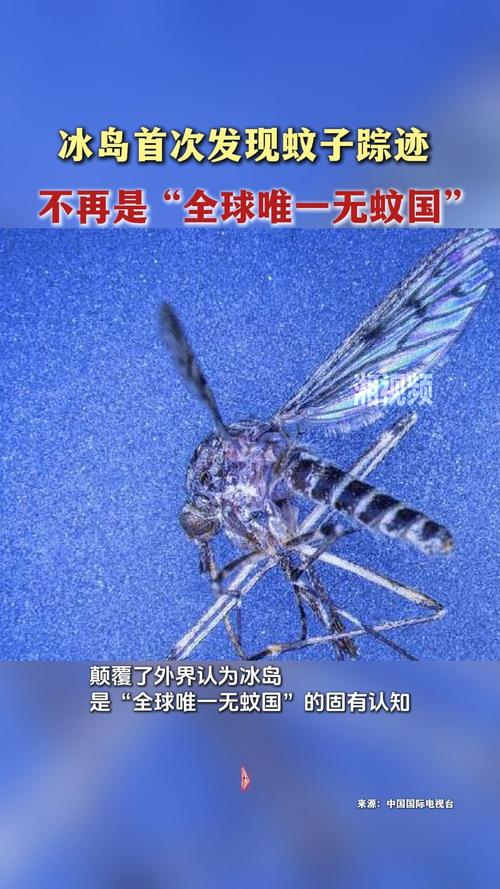 冰岛首次发现蚊子