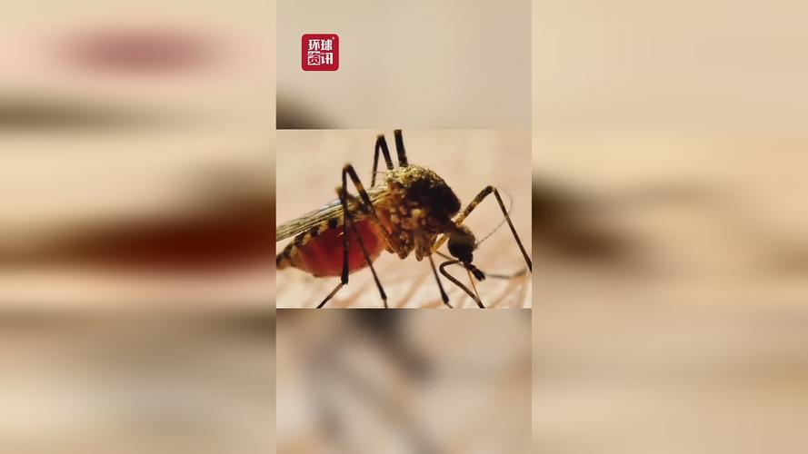 冰岛首次发现蚊子