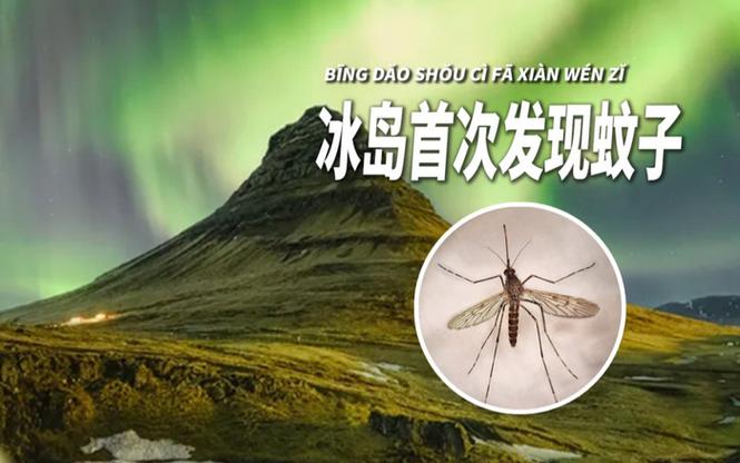 冰岛首次发现蚊子