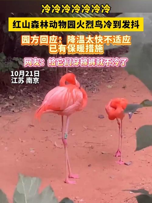 动物园回应火烈鸟冷得发抖