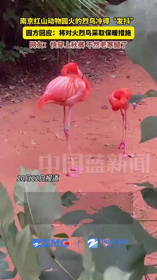 动物园回应火烈鸟冷得发抖