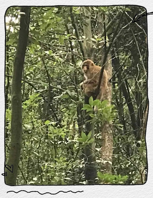 杭州湘湖有猴群“下山”了