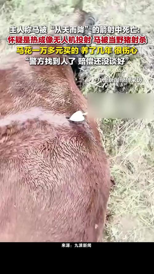 主人称马被箭射死:怀疑是无人机投射