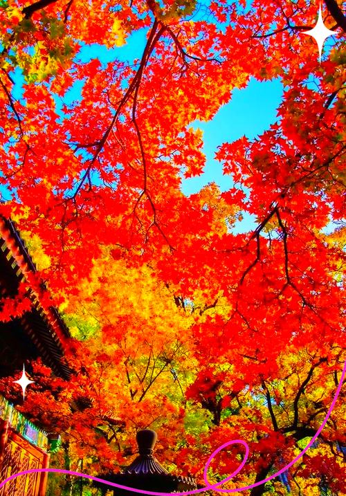 香山红叶延缓变色