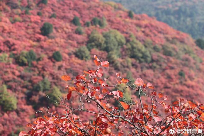 香山红叶延缓变色