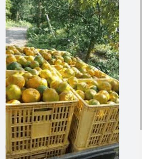 高校研究所卖柑桔 7天卖出25000斤
