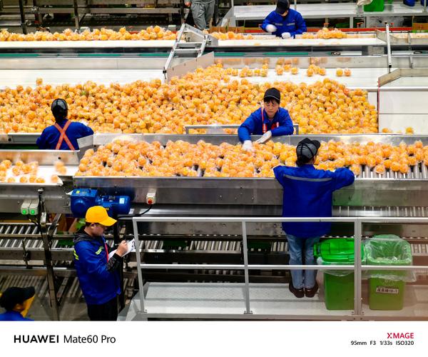 高校研究所卖柑桔 7天卖出25000斤