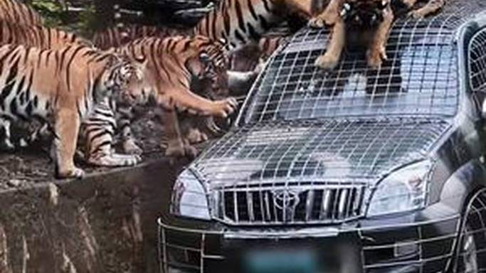 野生动物园月薪5万招聘猛兽区司机