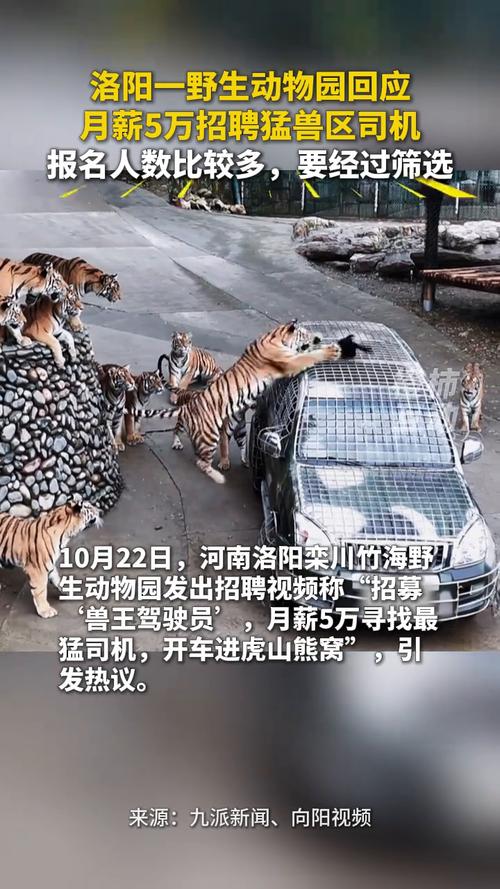 野生动物园月薪5万招聘猛兽区司机