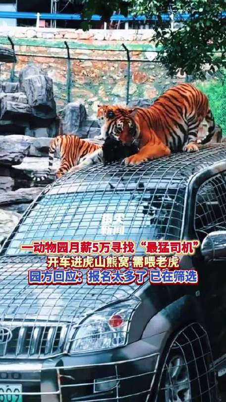 野生动物园月薪5万招聘猛兽区司机