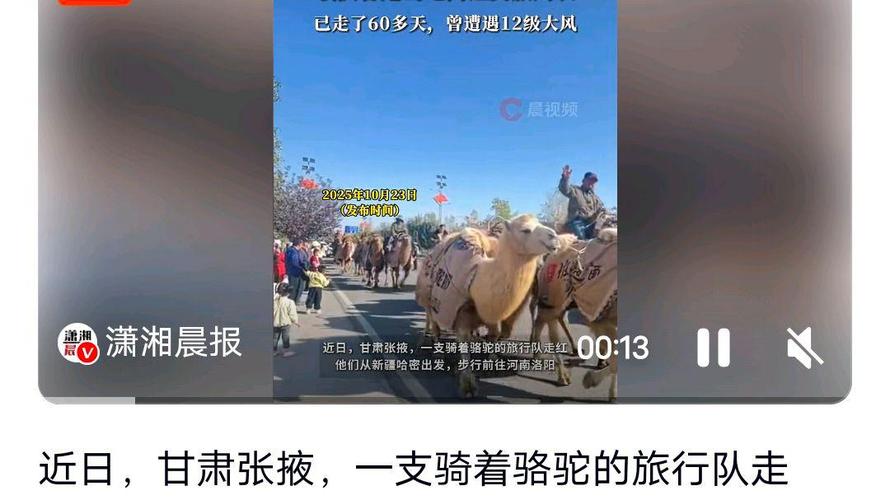 新疆20多人骑骆驼去洛阳 已走60多天