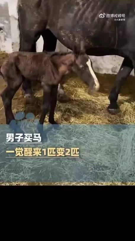 男子买马一觉醒来1匹变2匹
