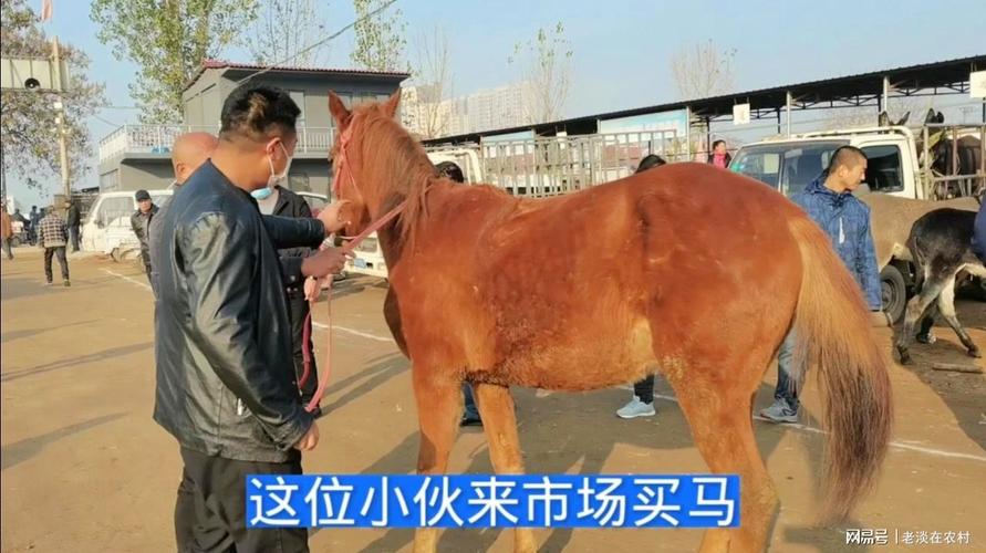 男子买马一觉醒来1匹变2匹