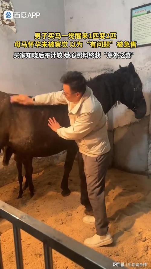 男子买马一觉醒来1匹变2匹