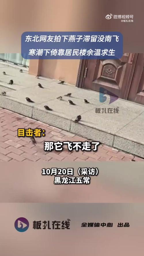 大量燕子滞留 它们为啥来不及南飞