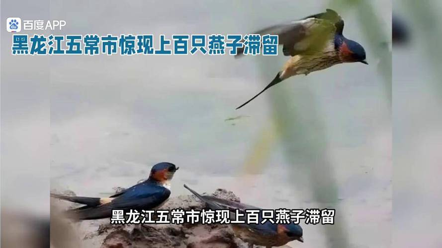 大量燕子滞留 它们为啥来不及南飞