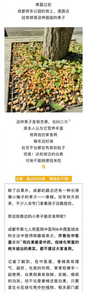 街头掉落的银杏果别随便吃