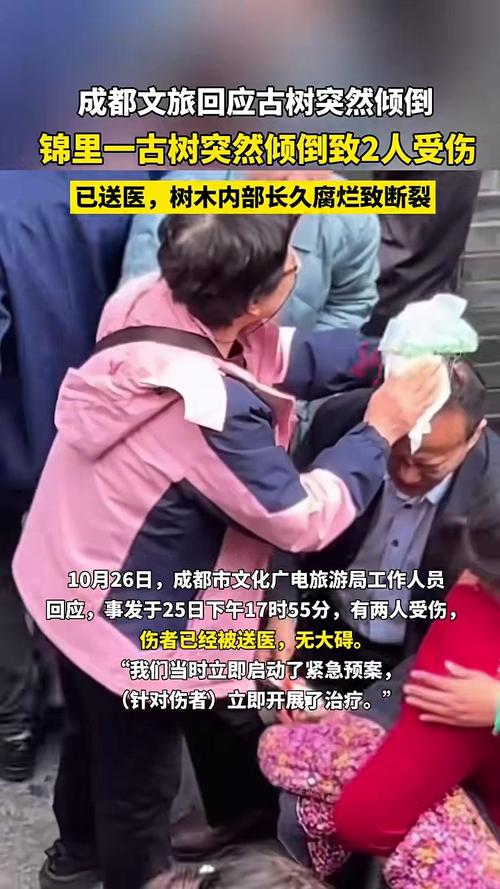 成都一景区古柳突倾倒 两游客被砸伤