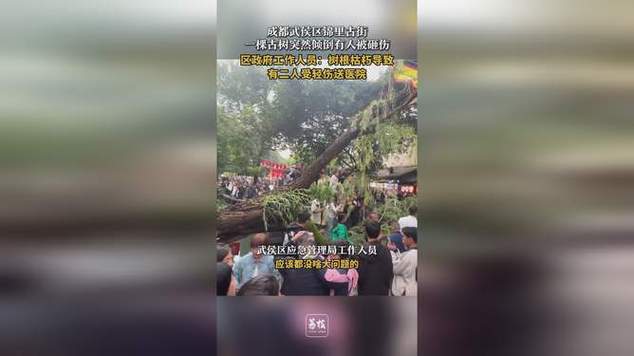 成都一景区古柳突倾倒 两游客被砸伤