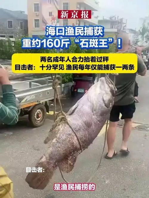 渔民抓160斤巨型石斑鱼 多人拖上岸