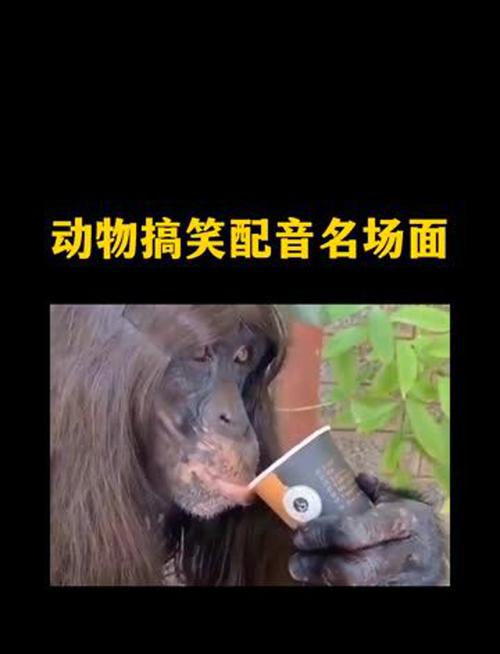 短视频小动物夸张表情怎么制作