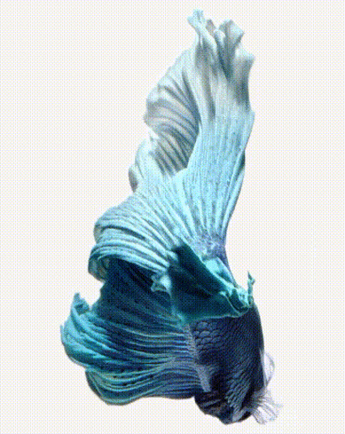 如何设置苹果x手机动态壁纸