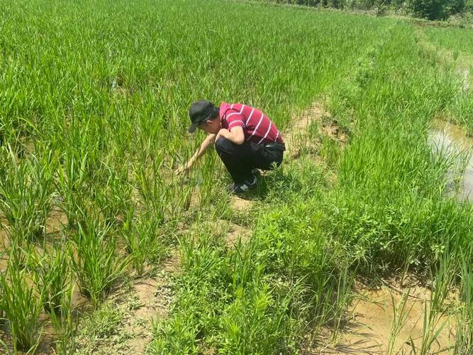 这群年轻人为什么老在田里数虫子?