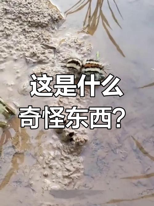 这群年轻人为什么老在田里数虫子?